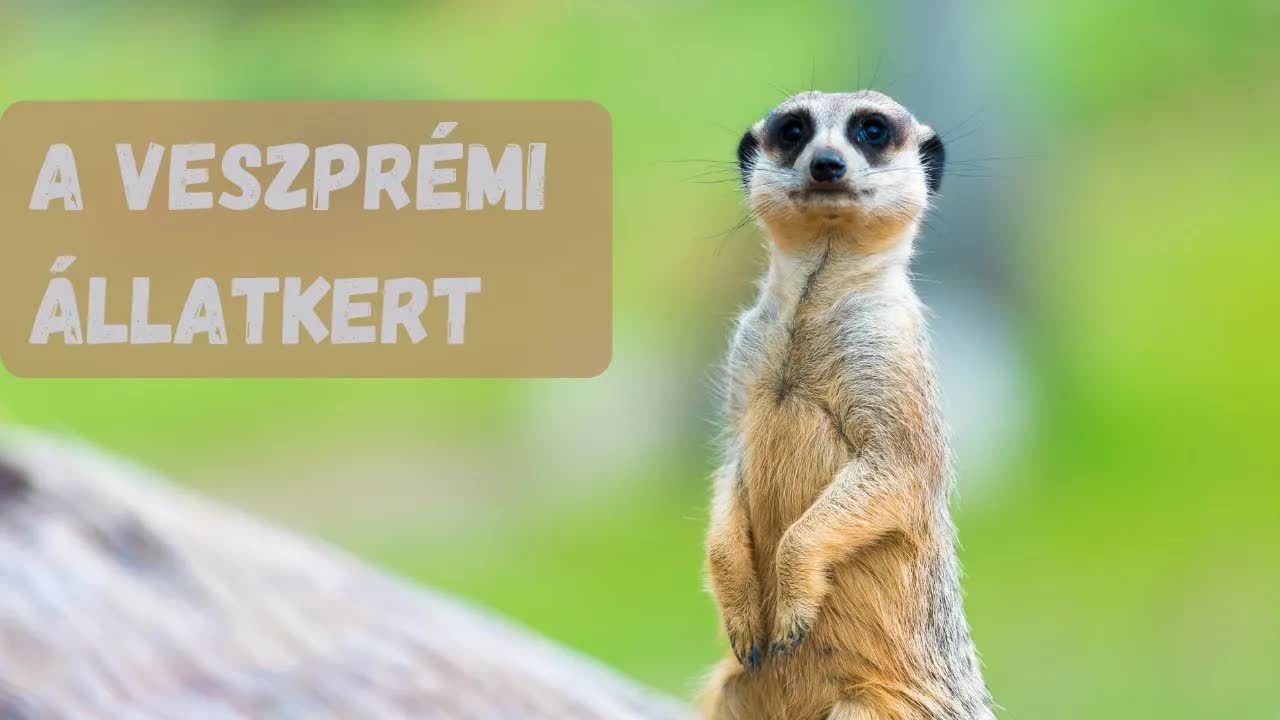 Kirándulás a veszprémi állatkertben