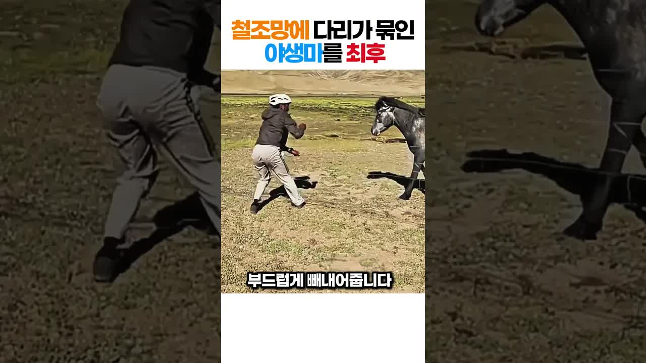야생 말, 철조망에 걸려 구조되는 순간