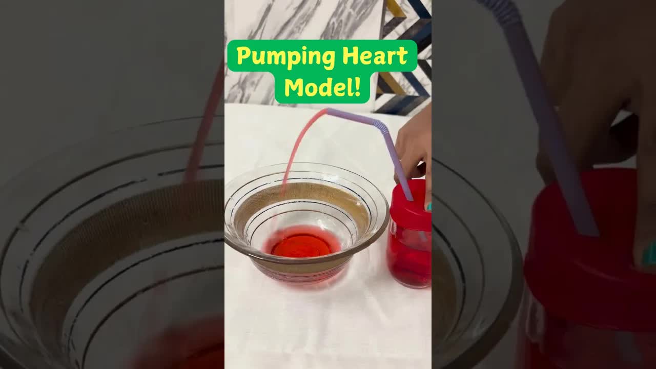 Easy heart pump model science experiment