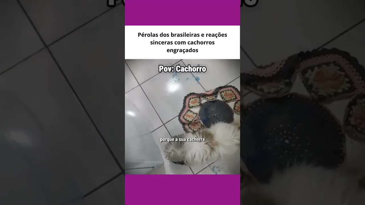 Cachorra bagunça casa e come bolo inteiro