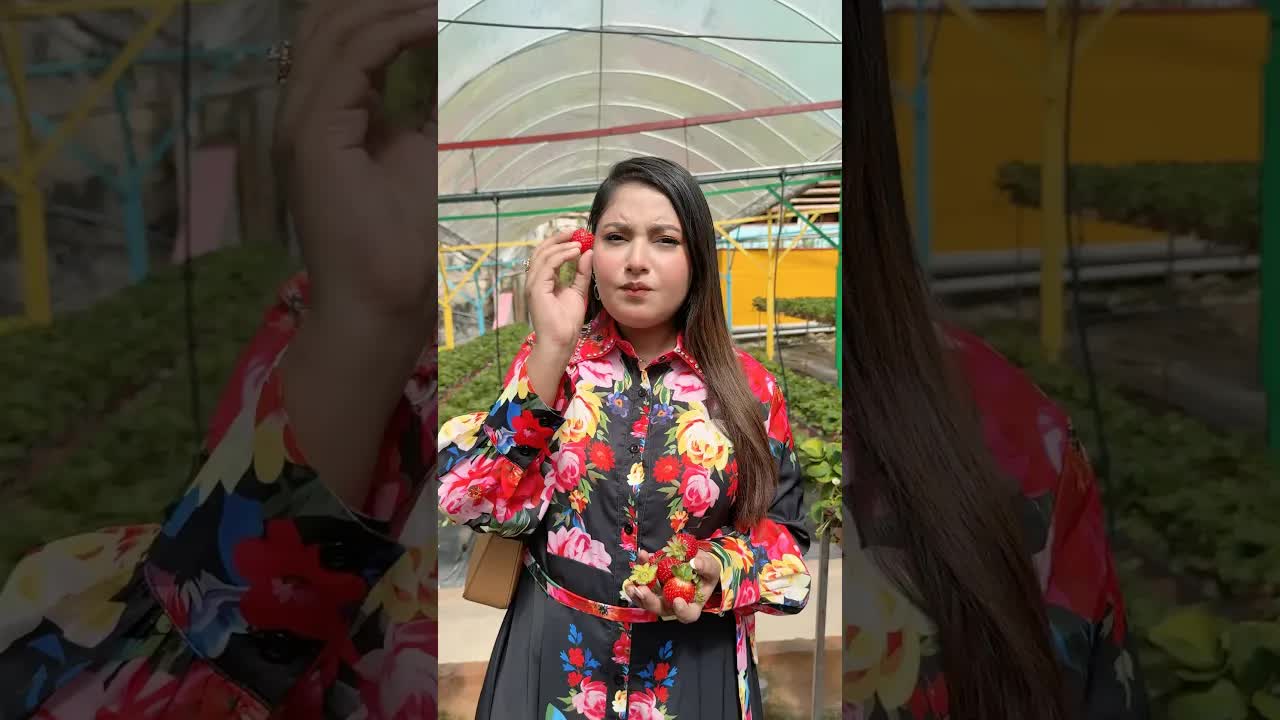 স্ট্রবেরি তোলা হচ্ছে সুন্দর বাগানে