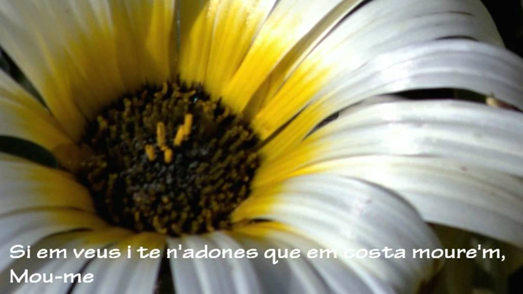 Poema sobre veure i estimar qui pateix