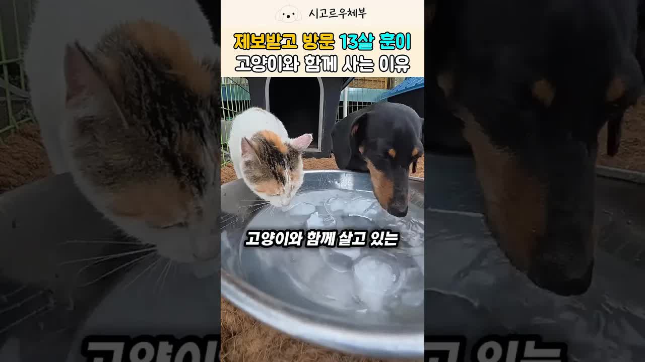 13살 닥스훈트와 길고양이의 특별한 동거