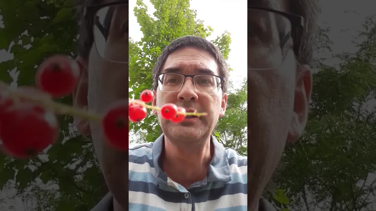 Ruĝaj riboj en nia ĉardeno
