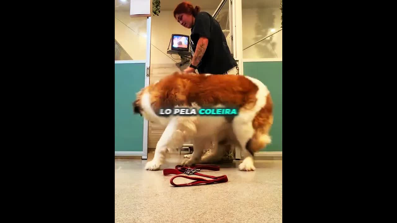 Cachorro usa jiu jitsu contra funcionária de hotel