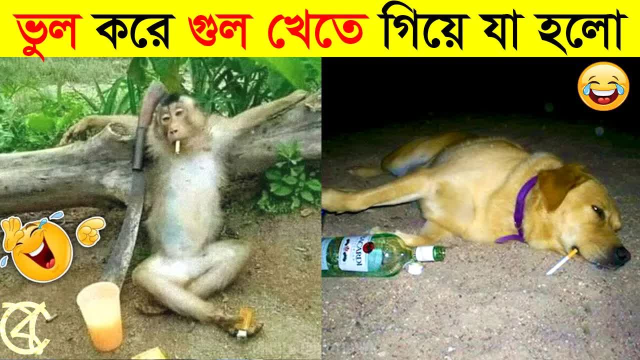 মজার প্রাণীদের ক্যামেরাবন্দি মুহূর্ত পার্ট থ্রি