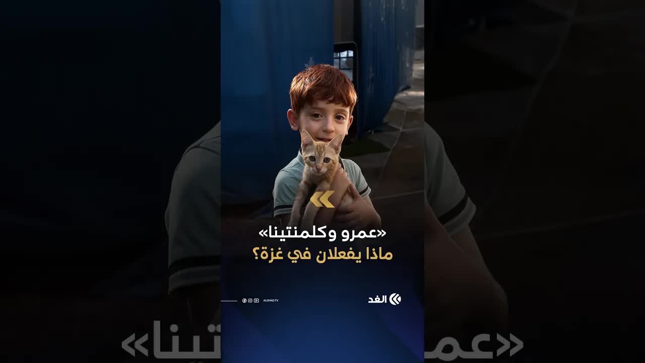 عمرو من غزة وقطته كلمنتينا: قصة حب بريئة وسط الركام