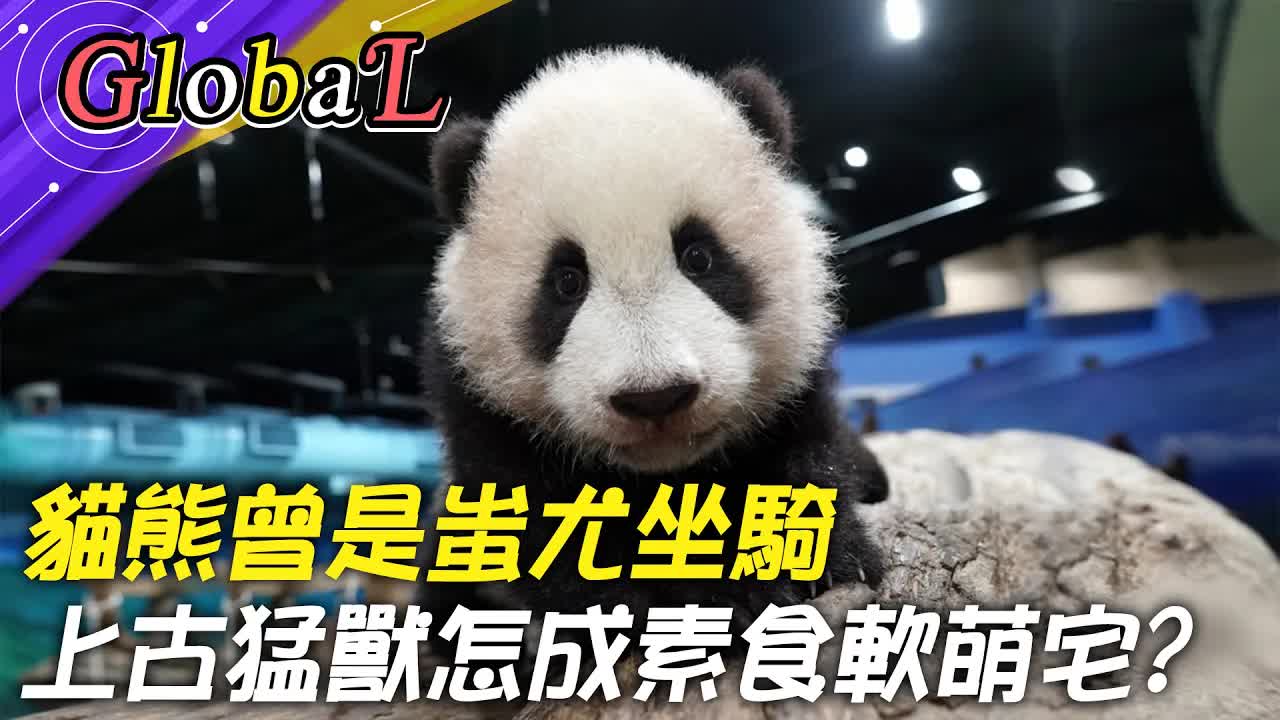 從上古猛獸到賣萌貓熊的演變史