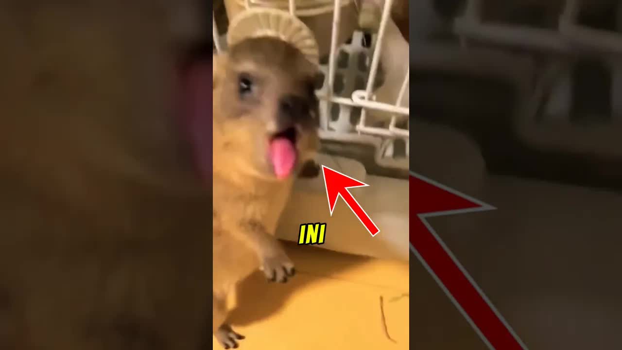 Fakta Unik Tentang Hyrax atau Wabar