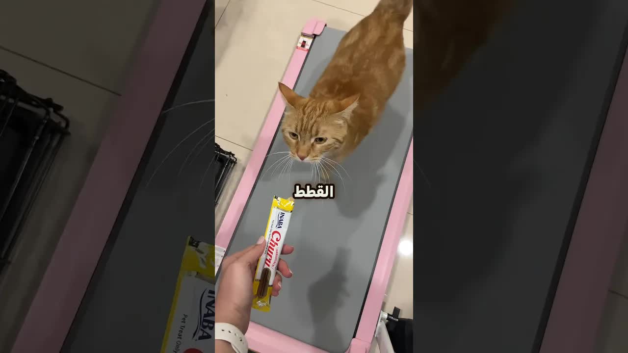 كيف يُستخدم جهاز المشي المائي لإنقاص وزن القطط