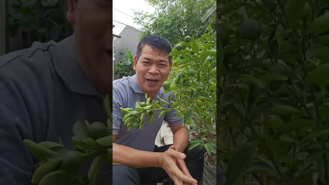 Paano magtanim ng kalamansi sa bote ng tubig