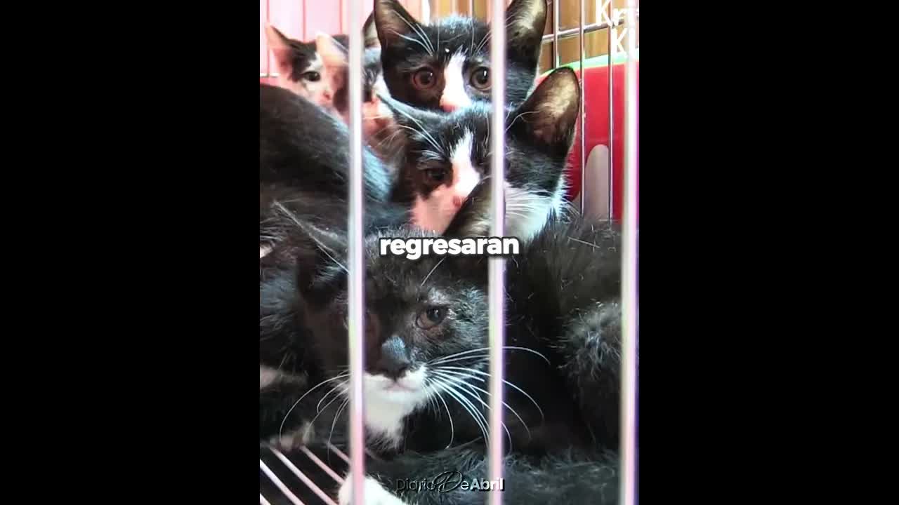 Una gata y sus gatitos vivían bajo la escuela