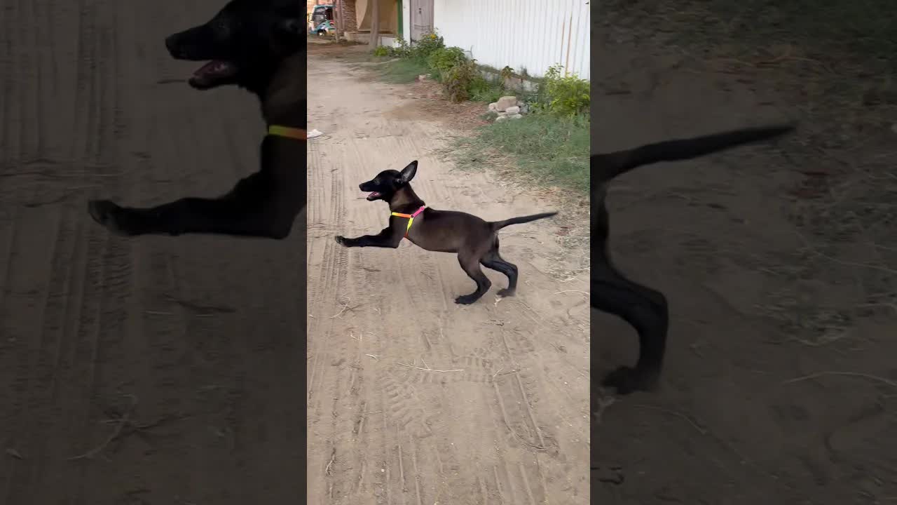 لقيت كلب وضيعنا في البحث عن مقلاة