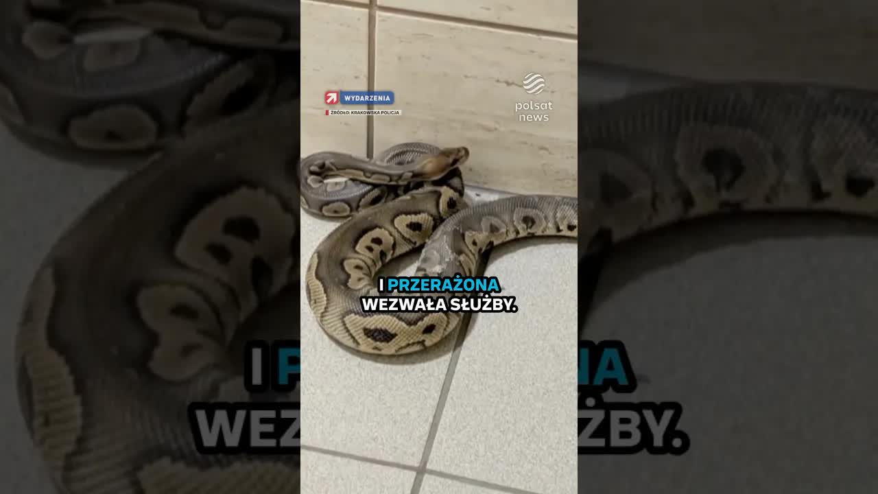 148 węży w piwnicy – mężczyzna przed sądem