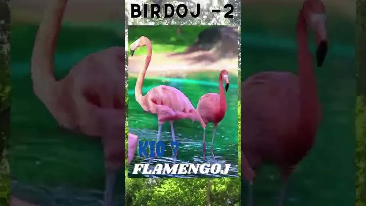 Birdoj Dua Parto: Kiuj Birdoj Estas Jen