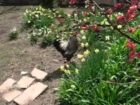 Tavaszi kertben japán birs és nárciszok