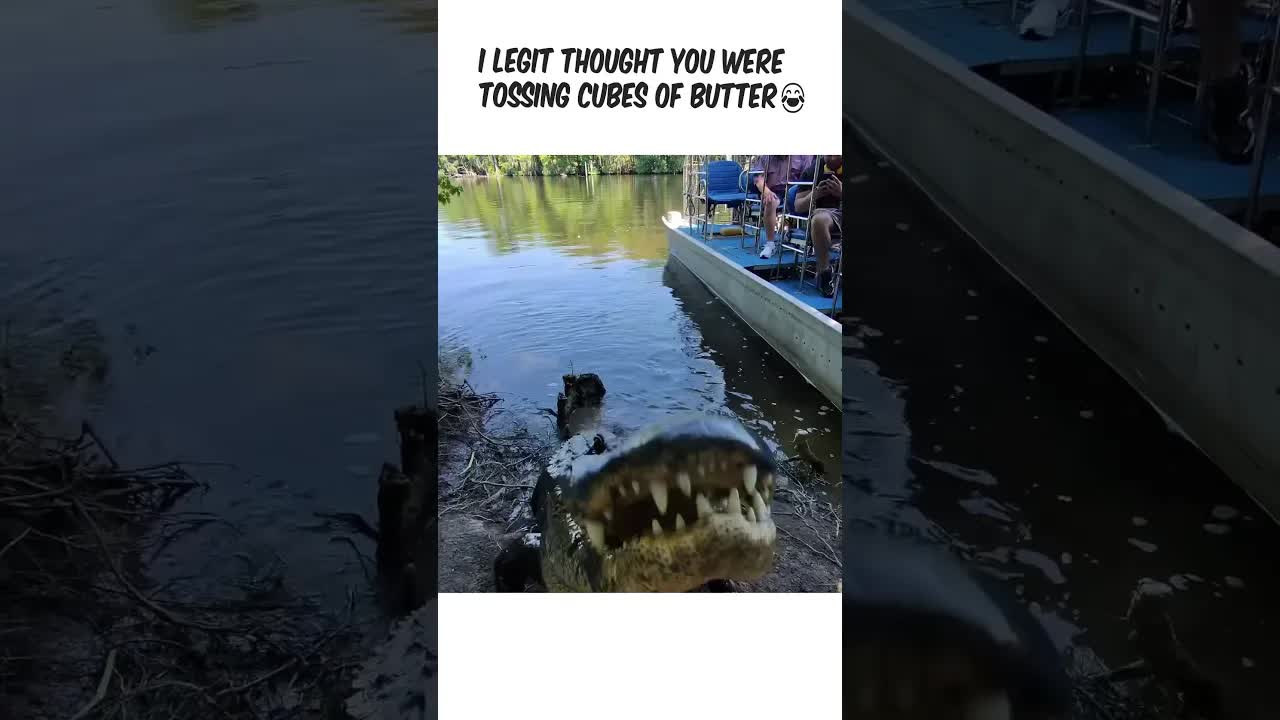 Meeting a Famous Alligator on a Boat Tour