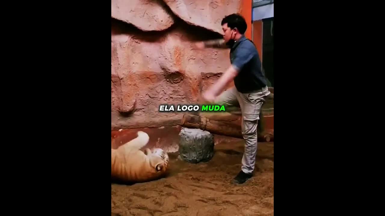 A tigresa morango que encanta a todos