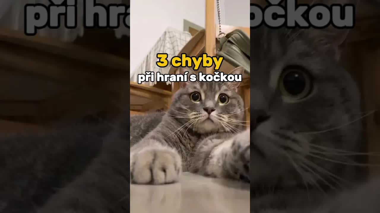 Tři chyby při hraní s kočkou