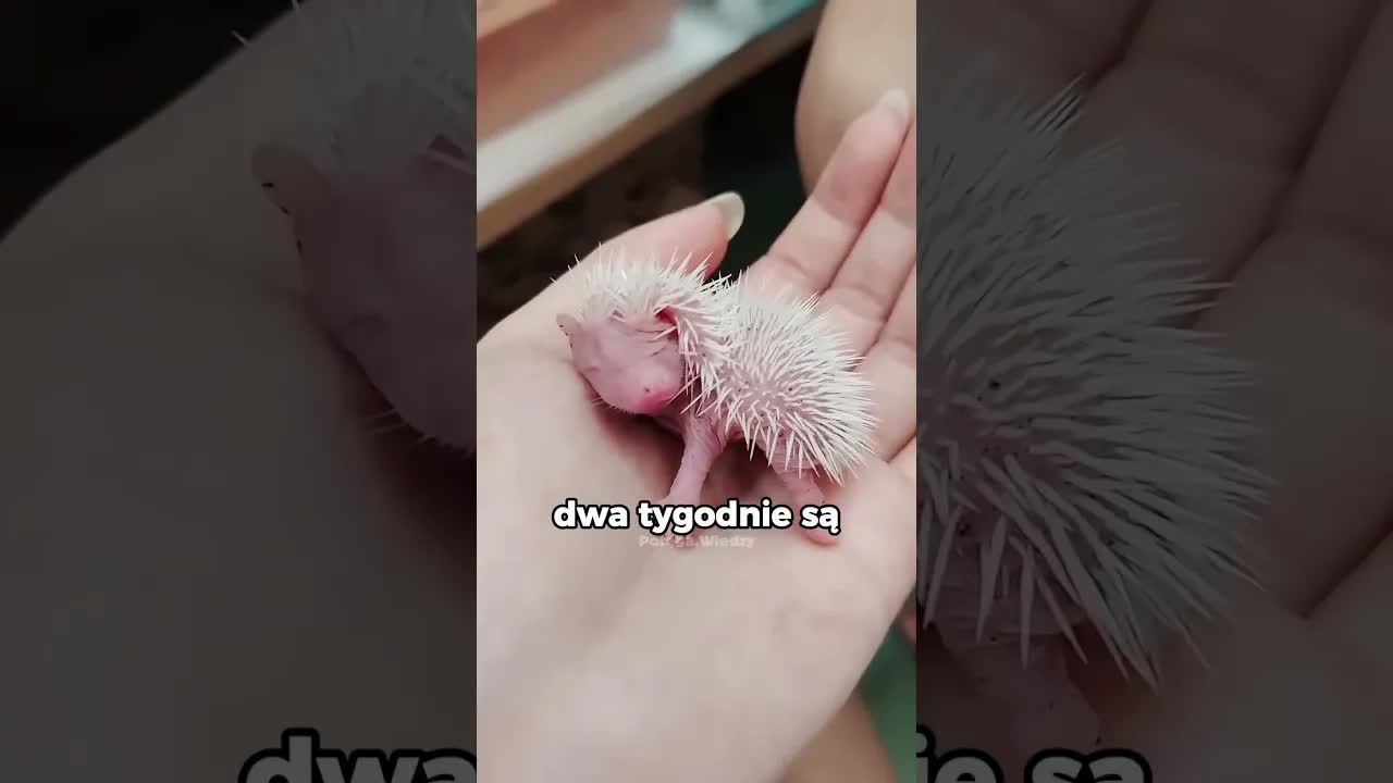 Jak wyglądają noworodki jeże?