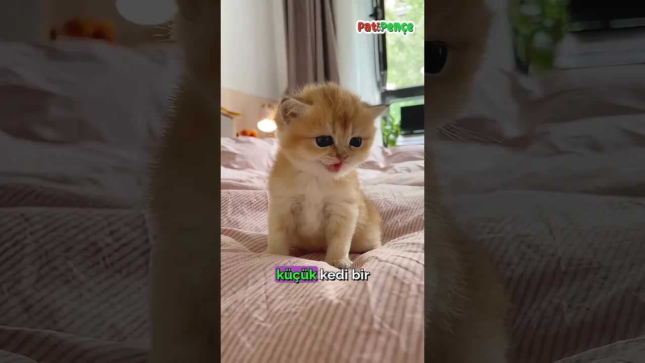 Kediler İçin Büyük Yatak Alınca Ne Oldu?