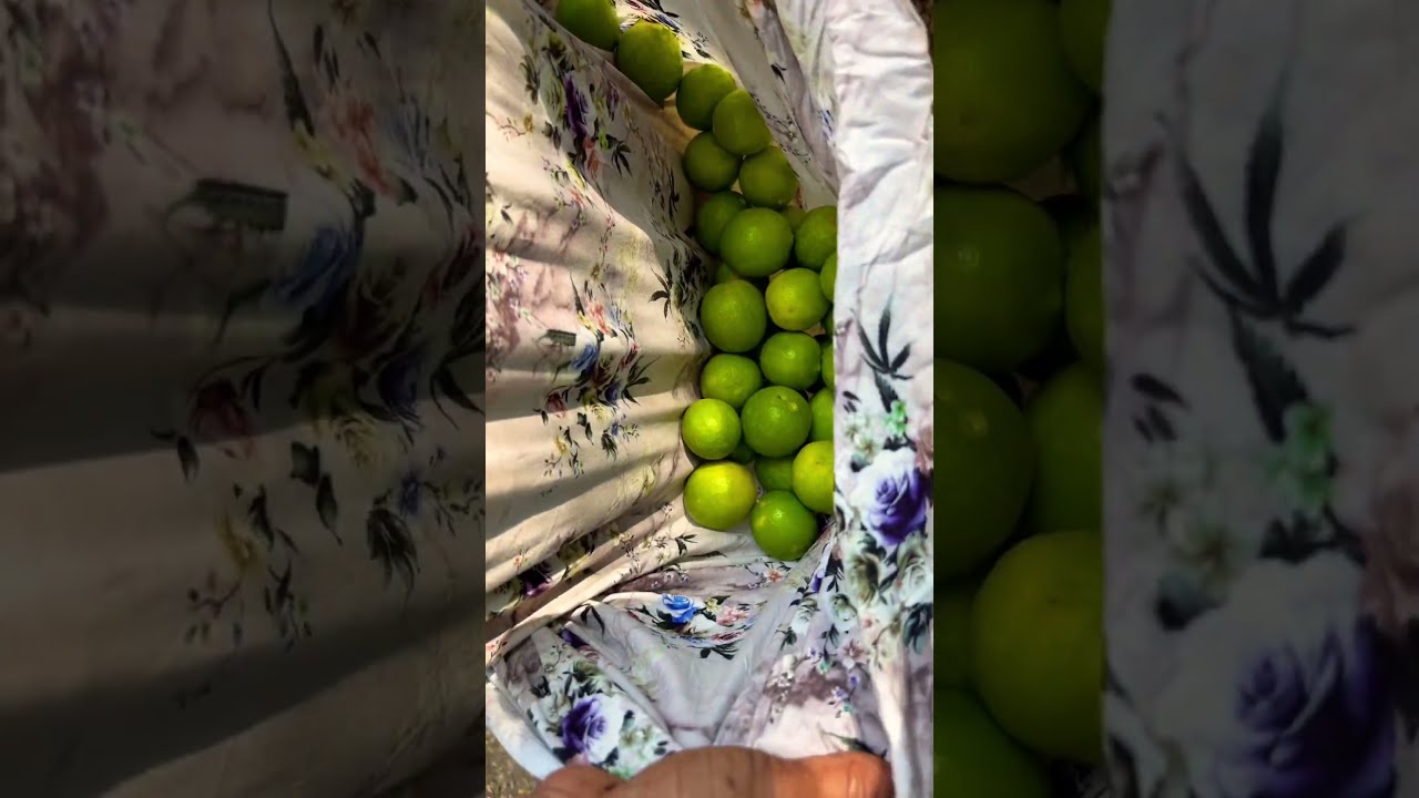 మా ఇంటి నిమ్మ చెట్టులో ఎన్ని కాయలు?