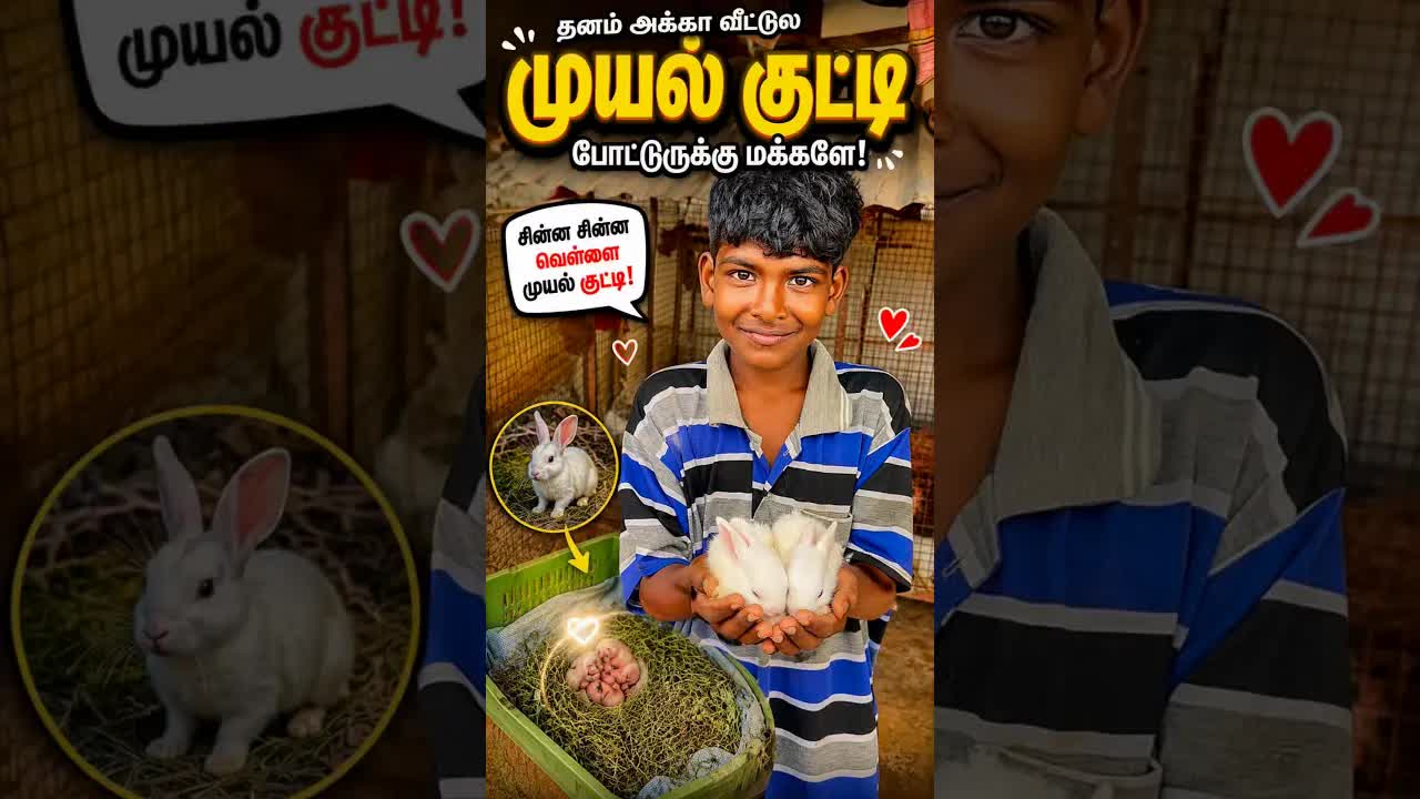 சின்ன குட்டி முயல்களின் அழகை பாருங்கள்!