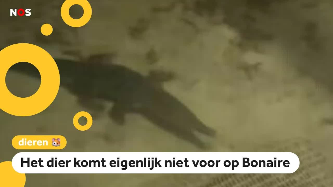 Krokodil gezien voor de kust van Bonaire