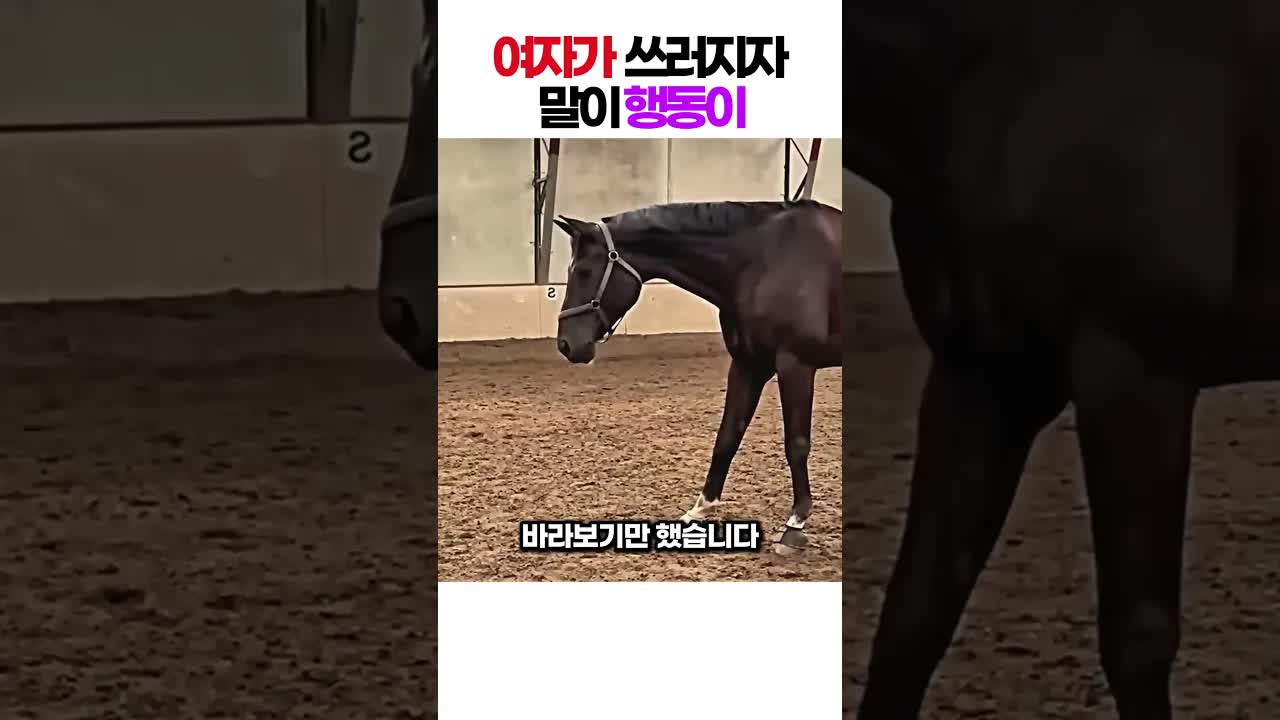 말이 소녀의 장난을 걱정하며 반응하는 감동 순간