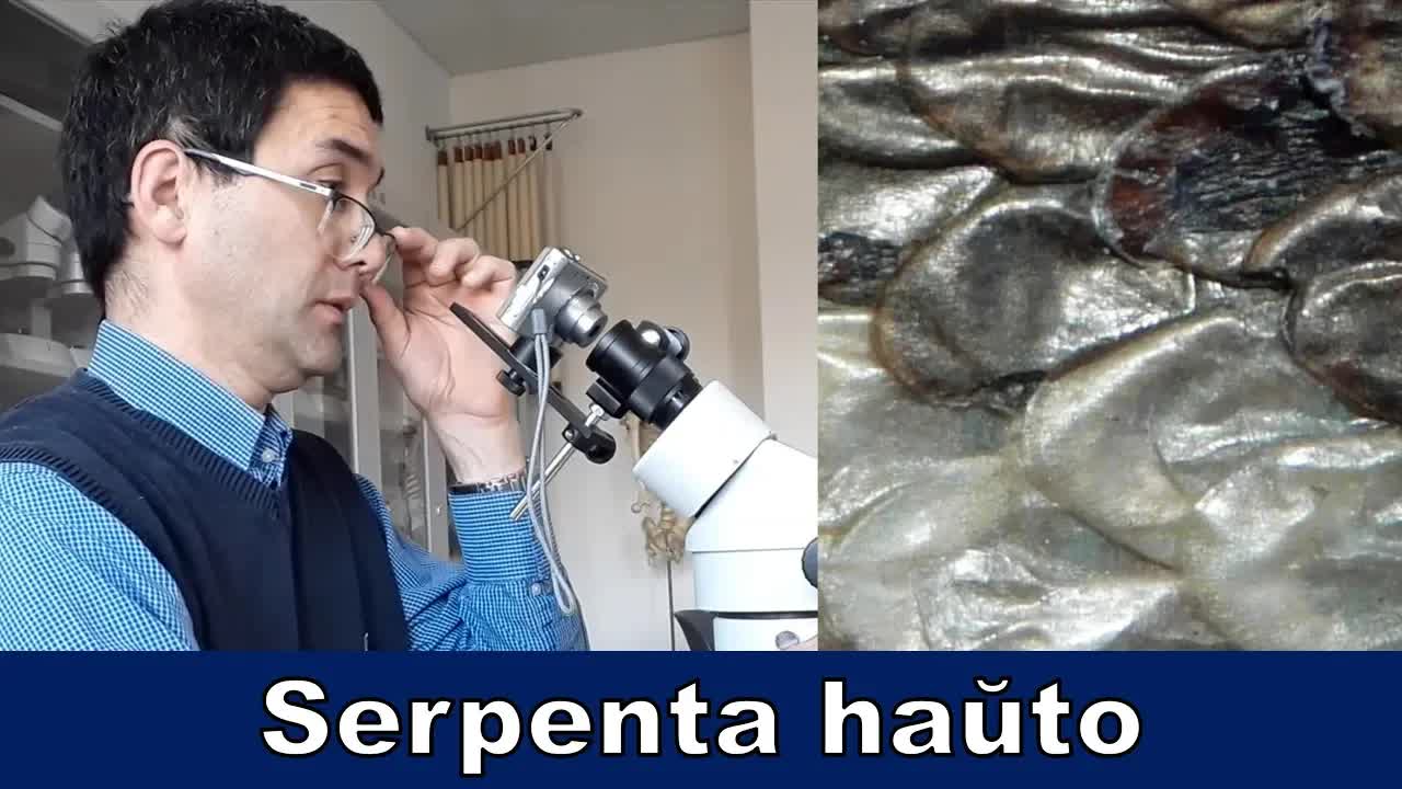 La haŭto de serpento sub mikroskopo