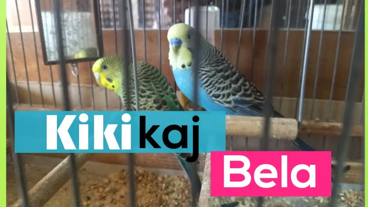 Niaj birdoj Kiki kaj Bela