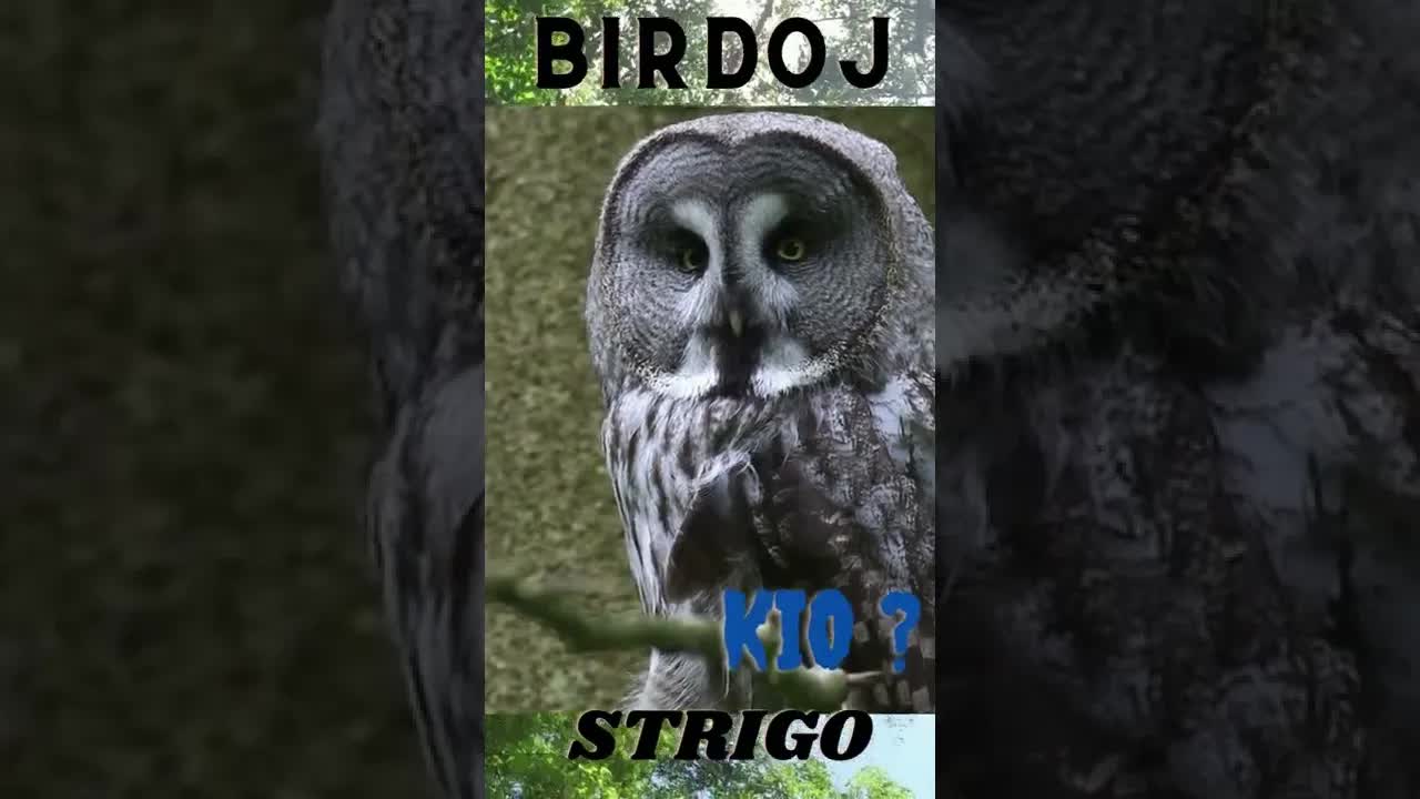 Birdoj: Papago, Arao, Tukano kaj Aliaj