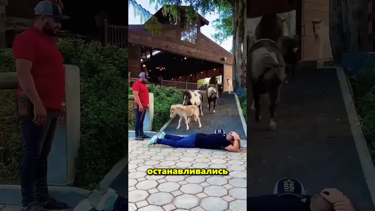 Умные лошади перешагнули через хозяина