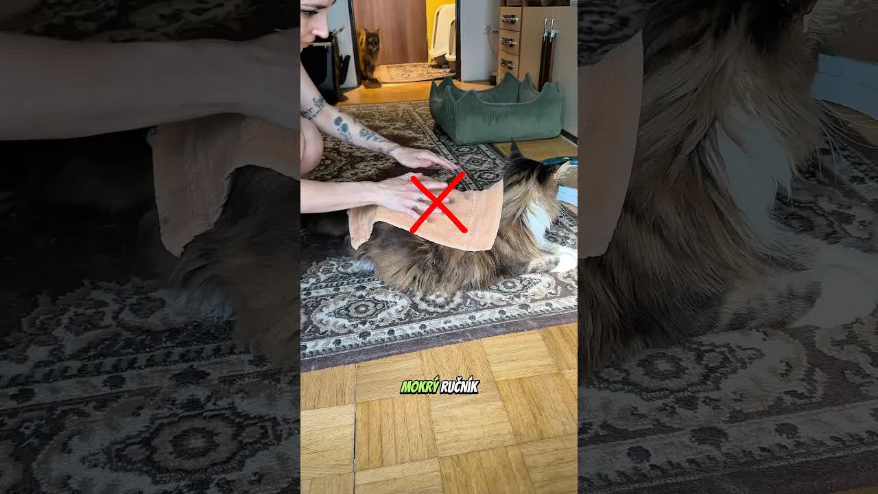 Jak ochladit kočku v horkém počasí