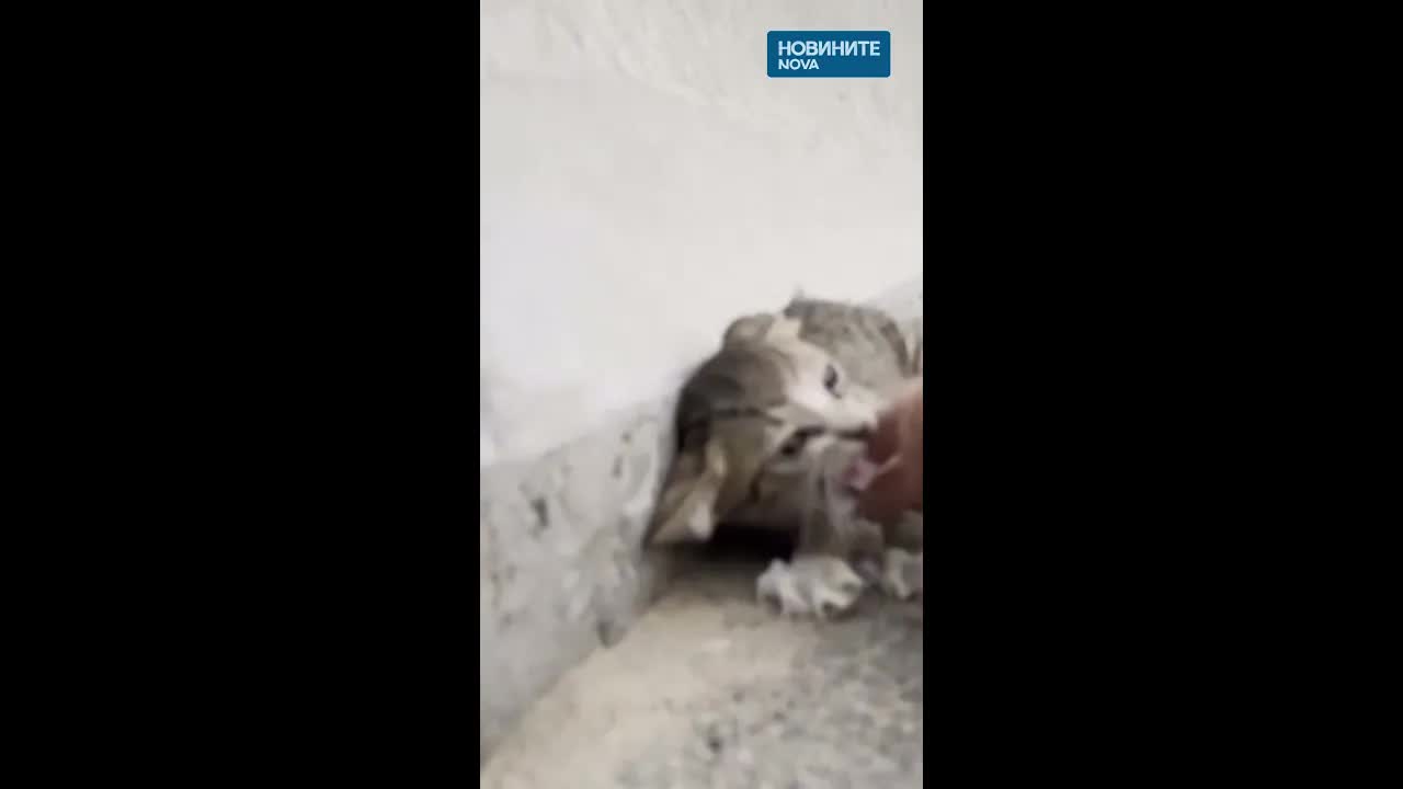 Жена спасява бездомни котки в ОАЕ