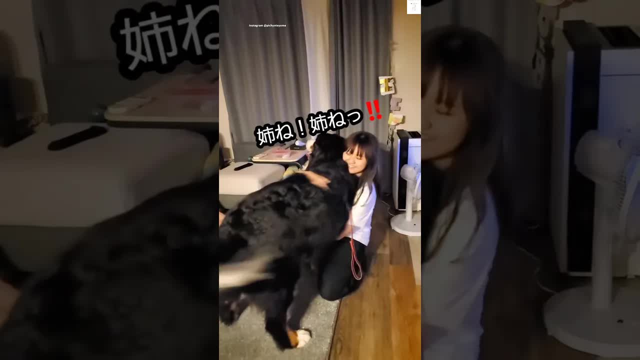 バーニーズマウンテンドッグが帰省を喜ぶ瞬間