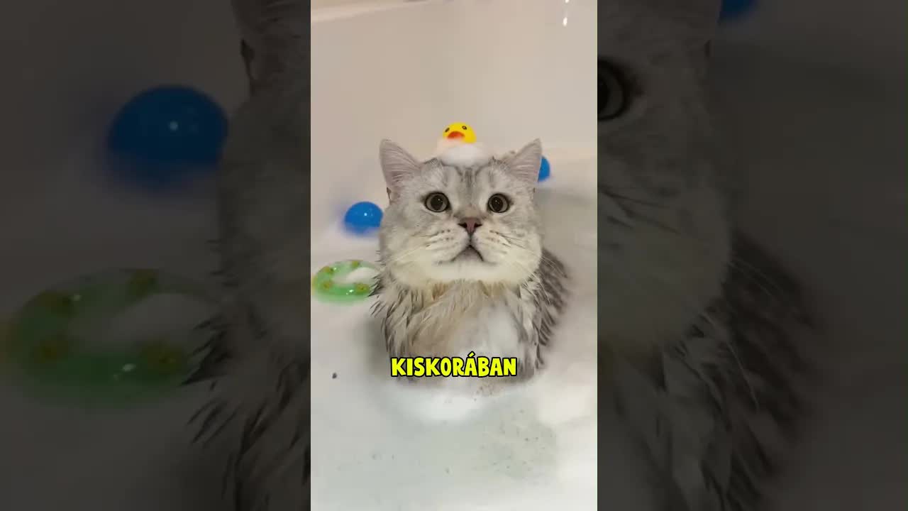 Bella cicáról kiderült, hogy vemhes