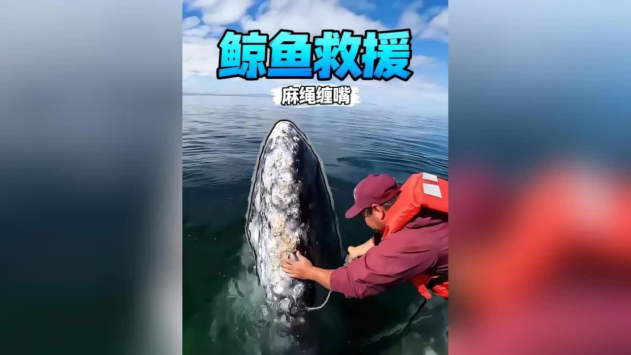 鯨魚受困麻繩　善心救援全紀錄