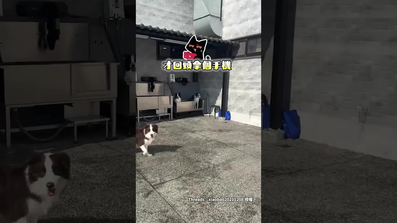 邊境牧羊犬洗澡自動就定位