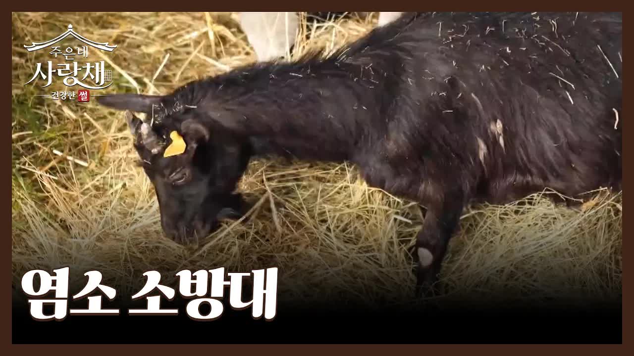 미국 산불 예방을 위한 염소 소방대 이야기