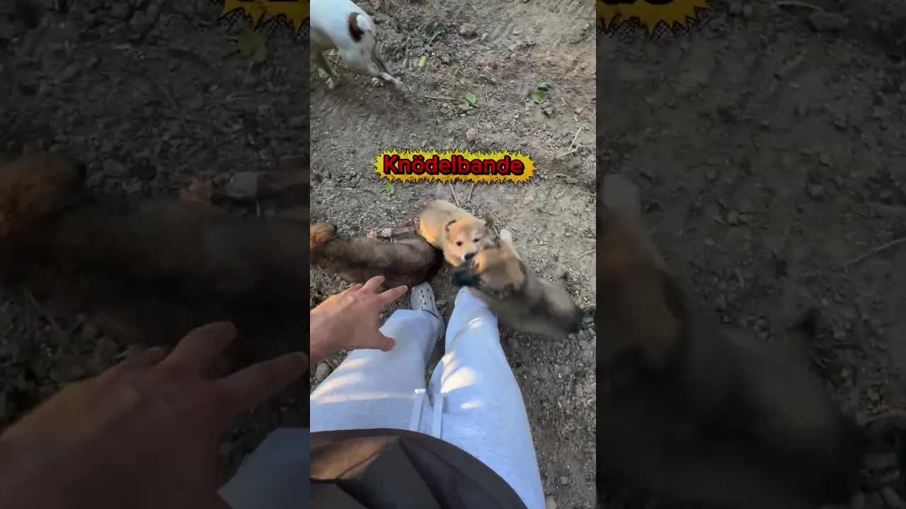Meine geretteten Tiere in Bosnien