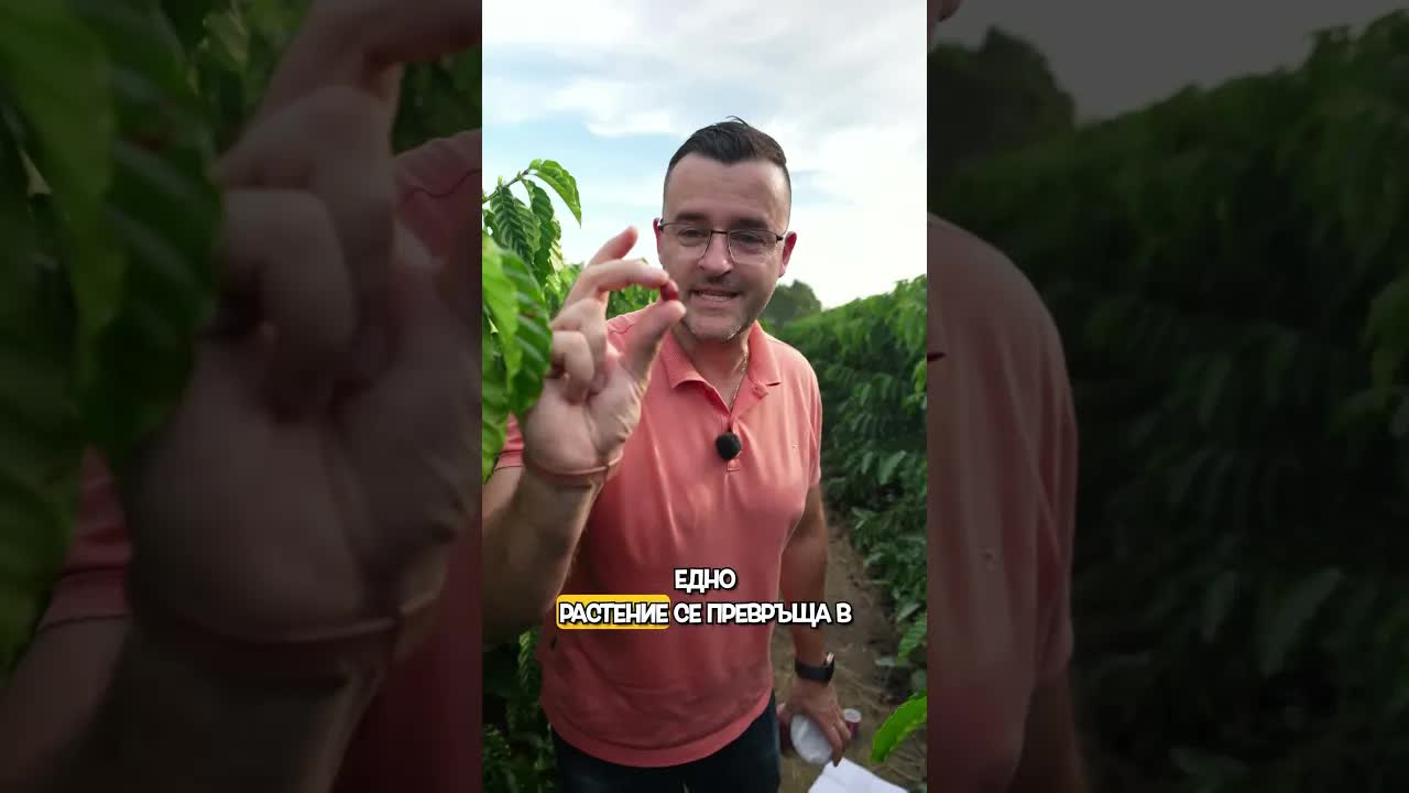 Как кафето става плод: Път от Бразилия до България
