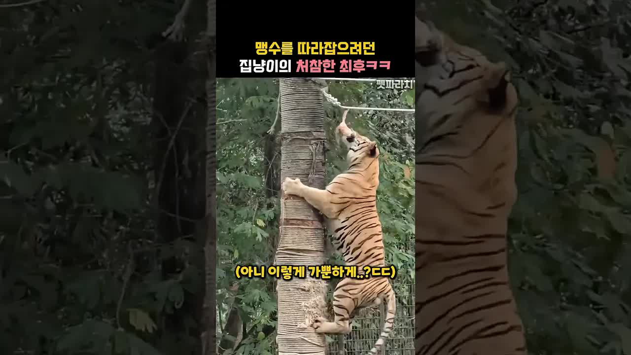 맹수와 집냥이의 나무 타기 도전