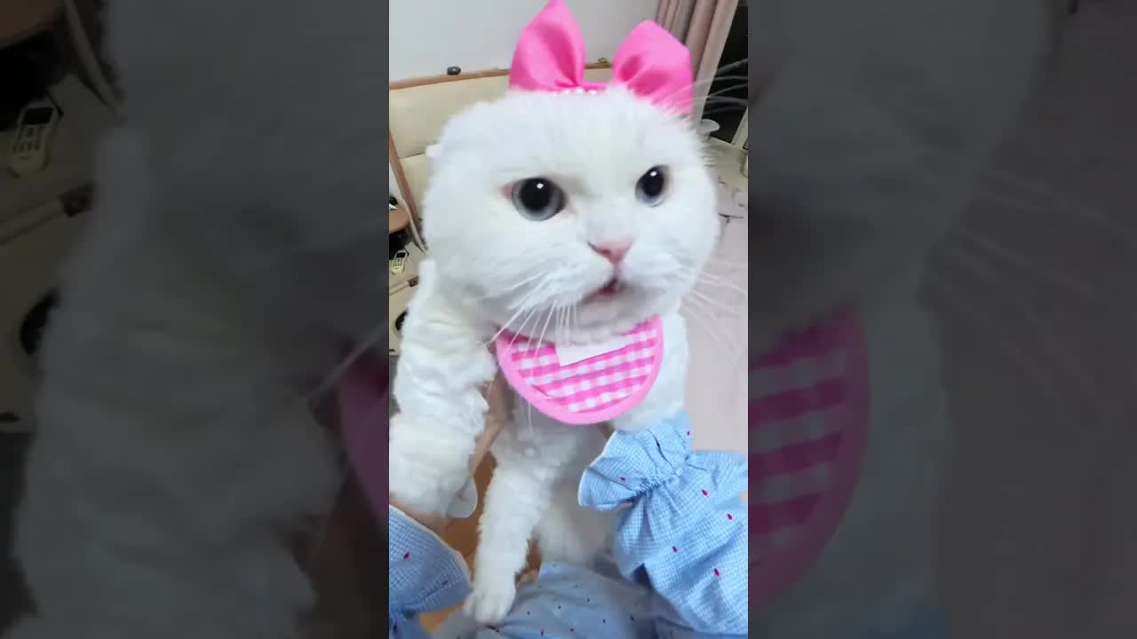 Protecting Kittens From Brother