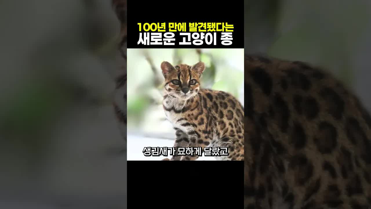 100년 만에 발견된 새로운 고양이 종 이야기