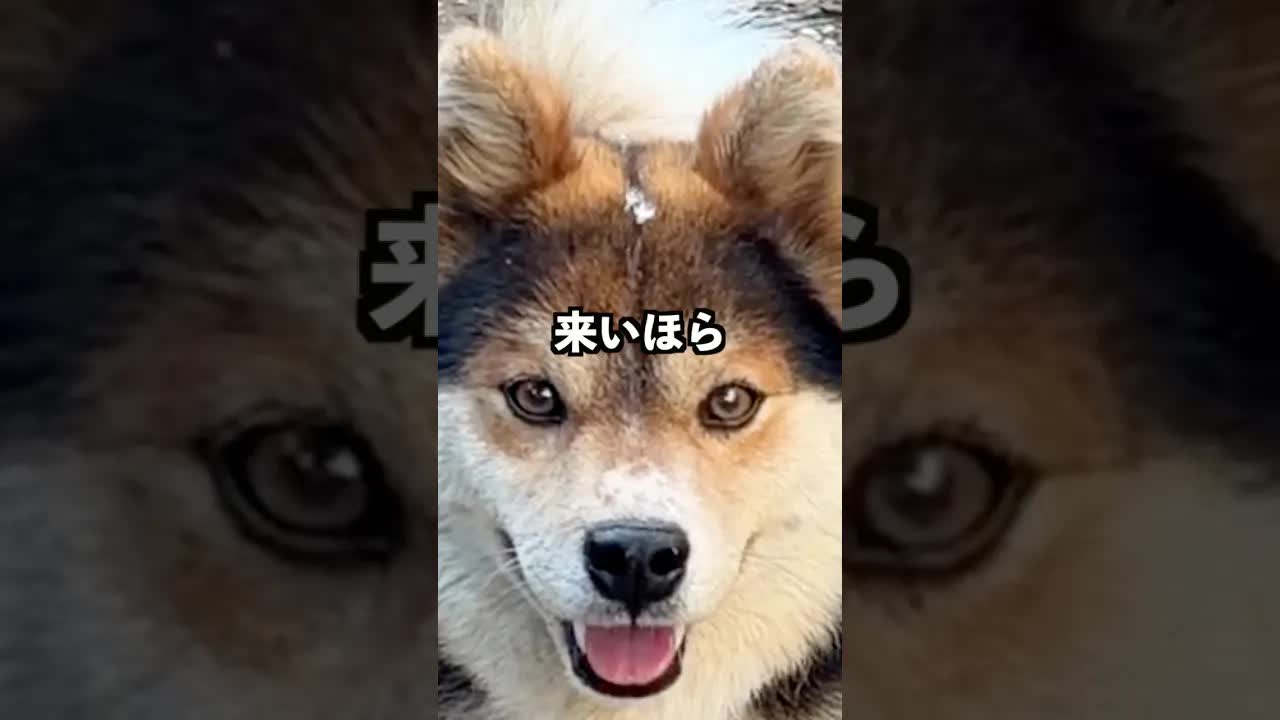 ジョンに綿毛が乗った！庭での楽しい瞬間