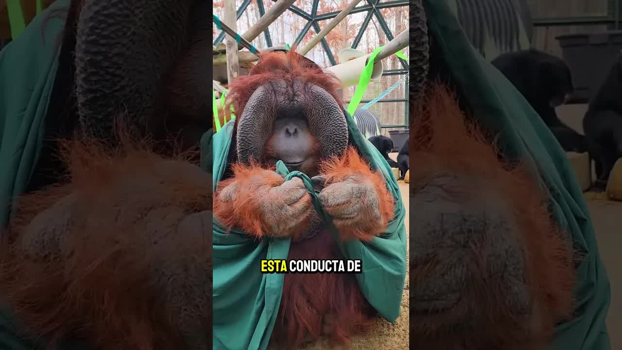 La increíble inteligencia de los orangutanes