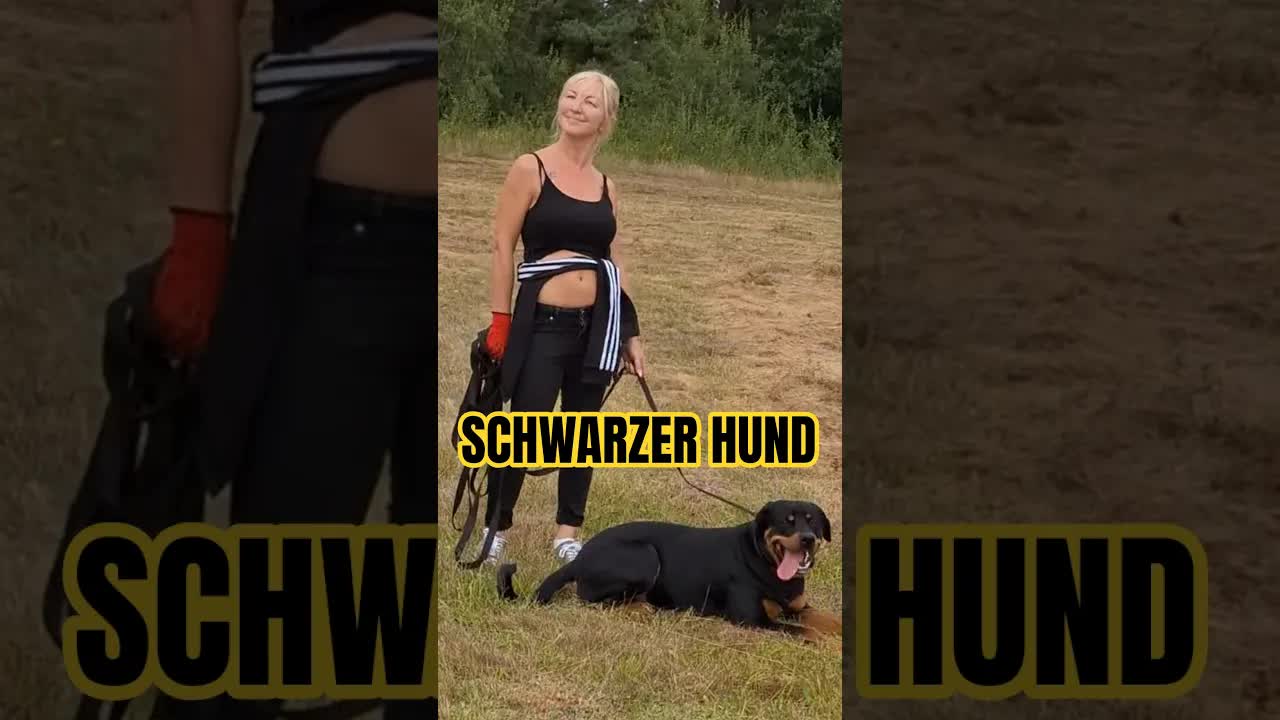 Ein schwarzer Rottweiler Hund