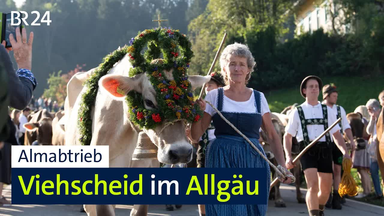 Viehscheid in Schöllang: Rückkehr der Alpenkühe