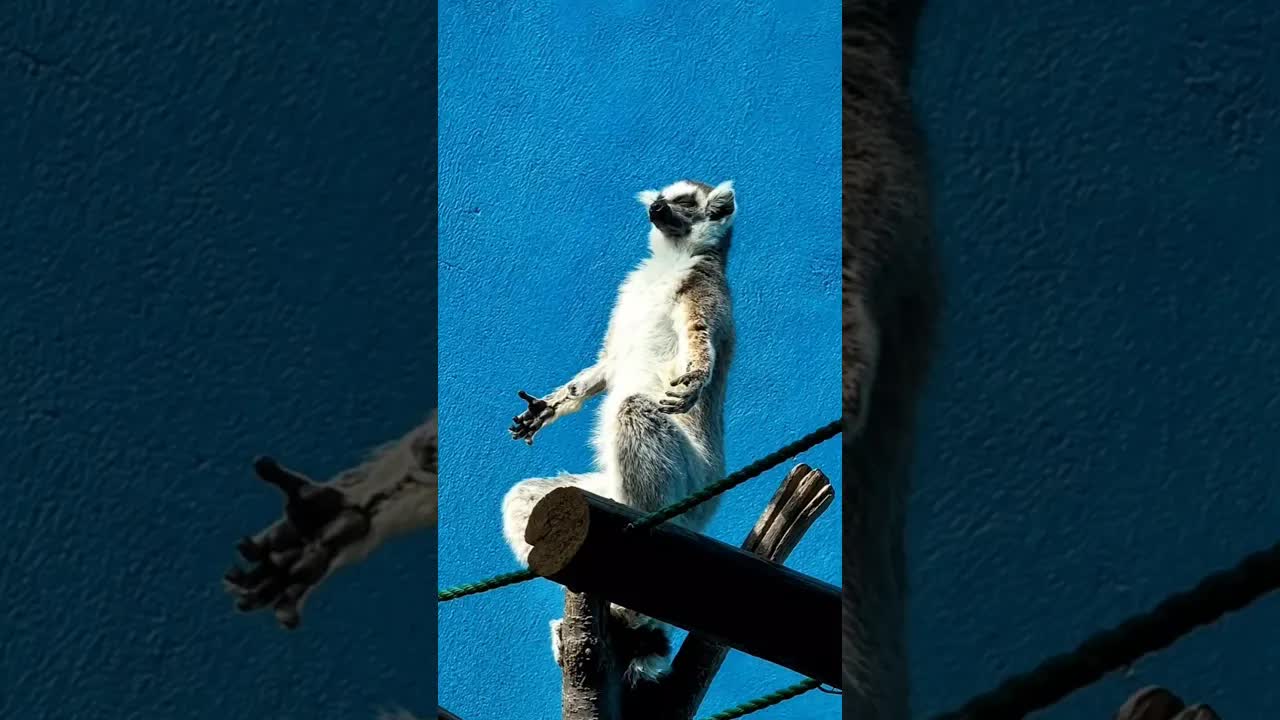 ٣ حيوانات بتحس بالزلازل قبل وقوعها